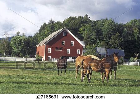 Stock Image -  country inn, B&B, Vermont, VT, Horses grazing in the pasture at Lareau Farm Country Inn in Waitsfield.. Fotosearch