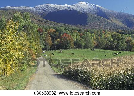 country road, Cambridge, VT, Vermont, Mount Mansfield, Scenic view of country road through Pleasant Valley in the fall with the first snow on Mt. Mansfield. Cows grazing in the pasture. View Large Photo Image Stock Image - country road, Cambridge, VT, Vermont, Mount Mansfield, Scenic view of country road through Pleasant Valley in the fall with the first snow on Mt. Mansfield. Cows grazing in the pasture.. Fotosearch