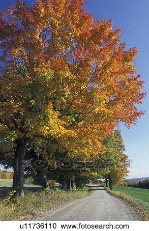 Stock Image -  country road, fall, Cabot, VT, Vermont, Colorful fall foliage along a country road in the autumn. . Fotosearch