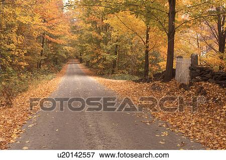 country road, fall, Danby, VT, Vermont, A country road lined with colorful maple trees and a stone fence in autumn in Danby. View Large Photo Image Stock Photo - country road, fall, Danby, VT, Vermont, A country road lined with colorful maple trees and a stone fence in autumn in Danby.. Fotosearch