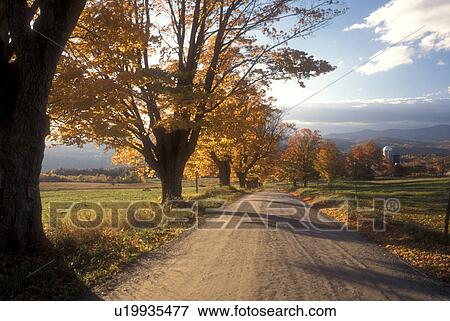 country road, fall, East Montpelier, VT, Vermont, Country road lined with colorful maple trees leads down to Sparrow Farm in East Montpelier in the autumn. View Large Photo Image Stock Photo - country road, fall, East Montpelier, VT, Vermont, Country road lined with colorful maple trees leads down to Sparrow Farm in East Montpelier in the autumn.. Fotosearch