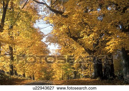 Stock Photo -  country road, fall, foliage, East Montpelier, VT, Vermont, Colorful maple trees along a country road in East Montpelier in the autumn.. Fotosearch