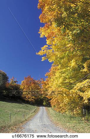 country road, fall, Peacham, VT, Vermont, Colorful fall foliage along a country road in the autumn. View Large Photo Image Stock Photography - country road, fall, Peacham, VT, Vermont, Colorful fall foliage along a country road in the autumn. . Fotosearch