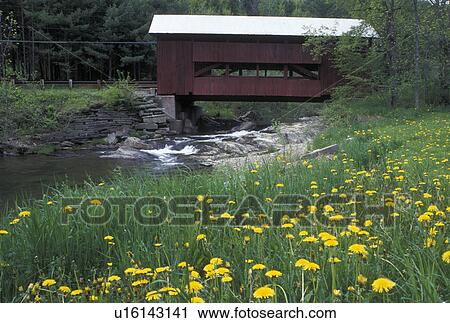 covered bridge, dandelions, spring, Northfield Falls, VT, Vermont, Upper Covered Bridge crosses Cox Brook with dandelions along the bank of the river in the spring in Northfield Falls. View Large Photo Image Stock Image - covered bridge, dandelions, spring, Northfield Falls, VT, Vermont, Upper Covered Bridge crosses Cox Brook with dandelions along the bank of the river in the spring in Northfield Falls.. Fotosearch
