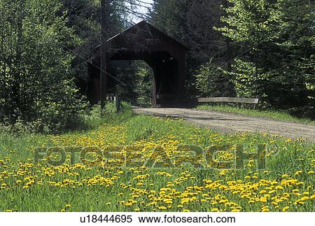 Stock Photography -  covered bridge, dandelions, spring, Northfield, VT, Vermont, A field of dandelions along a country road leading to Moseley Covered Bridge circa 1899 in the spring in Northfield.. Fotosearch