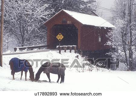Stock Image -  covered bridge, horse, winter, Northfield Falls, Vermont, VT, Two horses covered with blankets grazing in a snow-covered pasture next to Newell Covered Bridge circa 1872 on a snowy day in Northfield Falls in winter.. Fotosearch