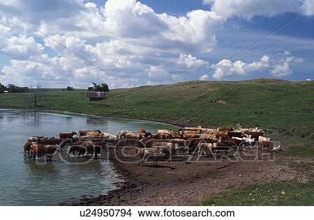cow, cattle, SD, South Dakota, Sisseton Indian Reservation, Day County, Coteau des Prairies, A herd of beef cattle drinking from a pond prairie. View Large Photo Image Picture - cow, cattle, SD, South Dakota, Sisseton Indian Reservation, Day County, Coteau des Prairies, A herd of beef cattle drinking from a pond prairie.. Fotosearch