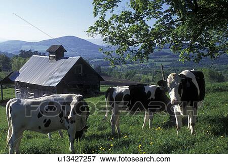 Stock Photo -  cow, spring, Peacham, VT, Vermont, Holstein cows grazing near a sugarhouse in Peacham in the spring.. Fotosearch