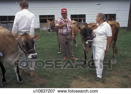 Stock Photo -  cow, Vermont, VT, Farmers getting ready to show their prize cows at The Tunbridge World's Fair in Tunbridge.. Fotosearch