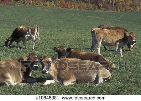 Stock Image -  cows, Barnet, VT, Vermont, Young Jersey cows in a pasture in Barnet in the fall.. Fotosearch
