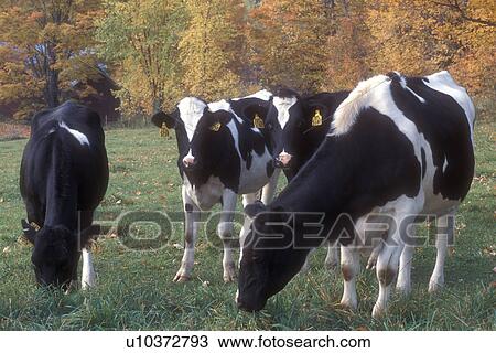 cows, fall, East Montpelier, VT, Vermont, Young Holstein cows grazing in a pasture on a farm in East Montpelier in the autumn. View Large Photo Image Stock Image - cows, fall, East Montpelier, VT, Vermont, Young Holstein cows grazing in a pasture on a farm in East Montpelier in the autumn.. Fotosearch