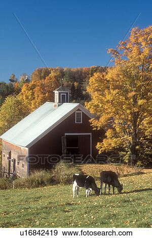 Stock Photo -  cows, fall, East Montpelier, VT, Vermont, Young Holstein cows grazing in a pasture in front of a red barn on a farm in East Montpelier in the autumn.. Fotosearch