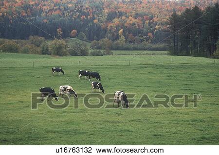 cows, fall, Marshfield, VT, Vermont, Holstein cows grazing in a pasture on a farm in Marshfield in the autumn. View Large Photo Image Stock Image - cows, fall, Marshfield, VT, Vermont, Holstein cows grazing in a pasture on a farm in Marshfield in the autumn.. Fotosearch