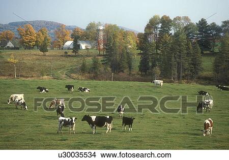 cows, farm, fall, Calais, VT, Vermont, Dairy cows grazing in a pasture on a farm in the autumn. View Large Photo Image Picture - cows, farm, fall, Calais, VT, Vermont, Dairy cows grazing in a pasture on a farm in the autumn.. Fotosearch