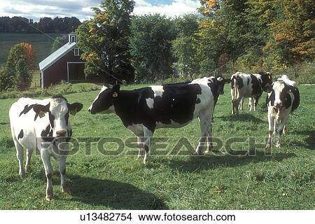 cows, farm, fall, East Montpelier, VT, Vermont, Young Holstein cows grazing in a pasture on a farm in East Montpelier in the autumn. View Large Photo Image Picture - cows, farm, fall, East Montpelier, VT, Vermont, Young Holstein cows grazing in a pasture on a farm in East Montpelier in the autumn.. Fotosearch