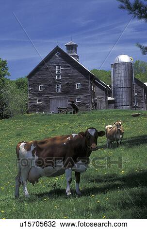 Stock Image -  cows, farm, spring, East Montpelier, VT, Vermont, Two cows in pasture on Perfect Maple Farm in East Montpelier in the spring.. Fotosearch