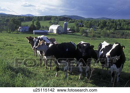 cows, farm, spring, East Montpelier Center, VT, Vermont, Cows along a fence on a farm in East Montpelier Center in the spring. View Large Photo Image Stock Image - cows, farm, spring, East Montpelier Center, VT, Vermont, Cows along a fence on a farm in East Montpelier Center in the spring.. Fotosearch