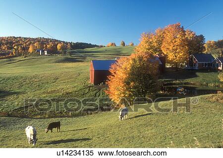 cows, Jenne farm, fall, maple trees, Reading, VT, Vermont, Cows grazing in a pasture on Jenne Farm surrounded by colorful maple trees in Reading in autumn. View Large Photo Image Stock Photography - cows, Jenne farm, fall, maple trees, Reading, VT, Vermont, Cows grazing in a pasture on Jenne Farm surrounded by colorful maple trees in Reading in autumn.. Fotosearch