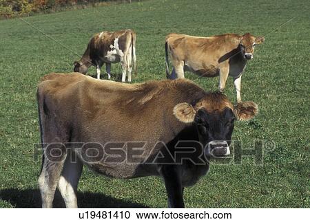 cows, pasture, Barnet, VT, Vermont, Young Jersey cows in a pasture in Barnet in the fall. View Large Photo Image Stock Image - cows, pasture, Barnet, VT, Vermont, Young Jersey cows in a pasture in Barnet in the fall.. Fotosearch