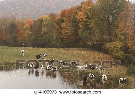 cows, pasture, fall, farm, Danby, VT, Vermont, Cows grazing in a field and drinking in a pond surrounded by colorful fall foliage in autumn in Danby. View Large Photo Image Stock Image - cows, pasture, fall, farm, Danby, VT, Vermont, Cows grazing in a field and drinking in a pond surrounded by colorful fall foliage in autumn in Danby.. Fotosearch