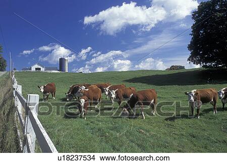 cows, Sutton, VT, Vermont, Beef cattle grazing in a pasture in the autumn. View Large Photo Image Picture - cows, Sutton, VT, Vermont, Beef cattle grazing in a pasture in the autumn. . Fotosearch