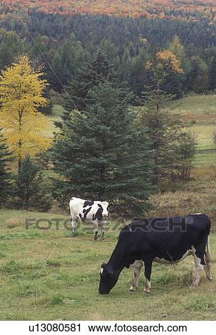 cows, Sutton, VT, Vermont, Holstein cows grazing in a field in the autumn. View Large Photo Image Stock Image - cows, Sutton, VT, Vermont, Holstein cows grazing in a field in the autumn. . Fotosearch