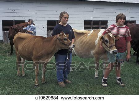 Picture -  cows, Vermont, VT, Farmers getting ready to show their prize cows at The Tunbridge World's Fair in Tunbridge.. Fotosearch