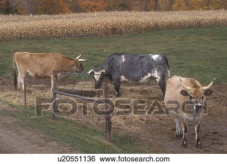 Stock Photograph -  cows, Woodstock, VT, Vermont, Cows at Billings Farm and Museum in Woodstock in autumn.. Fotosearch