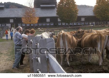 Stock Image -  cows, Woodstock, VT, Vermont, People watching livestock at Billings Farm and Museum in Woodstock in autumn.. Fotosearch