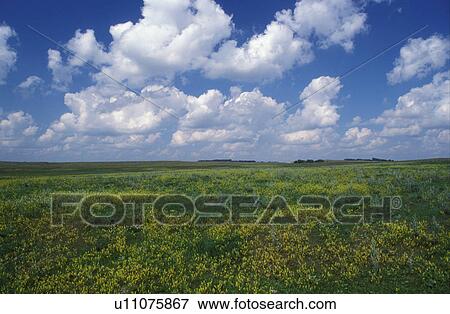 Stock Photo -  Cumulus clouds, field, SD, South Dakota, Sisseton Indian Reservation, Day County, Coteau des Prairies, Field of small yellow flowers under a blue sky of puffy clouds in Coteau des Prairies.. Fotosearch