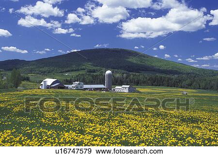Stock Photo -  dandelion, farm, spring, Barton, VT, Vermont, Field of dandelions on a farm with a red barn in Barton in the spring.. Fotosearch