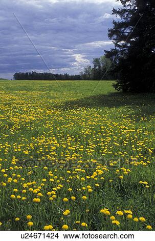 dandelions, spring, Cabot, VT, Vermont, Field of dandelions in the spring in Cabot. View Large Photo Image Picture - dandelions, spring, Cabot, VT, Vermont, Field of dandelions in the spring in Cabot.. Fotosearch