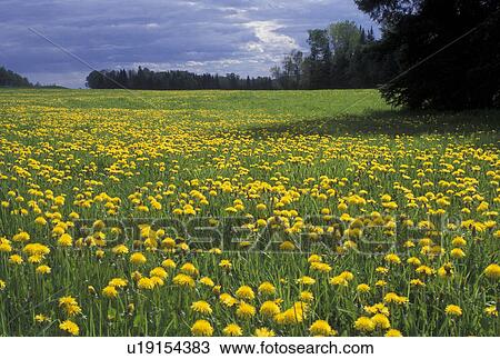 Stock Image -  dandelions, spring, Cabot, VT, Vermont, Field of dandelions in the spring in Cabot.. Fotosearch