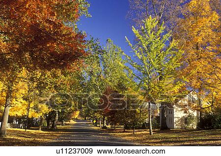 Deerfield, MA, Massachusetts, The Berkshires, Colorful maple trees along The Street in Historic Deerfield in the autumn. View Large Photo Image Stock Photo - Deerfield, MA, Massachusetts, The Berkshires, Colorful maple trees along The Street in Historic Deerfield in the autumn.. Fotosearch