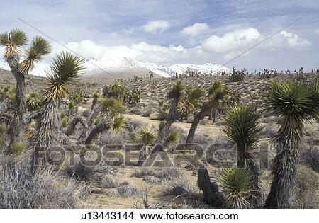 desert, Walker Pass, California, CA, View of the High Sierras from Walker Pass in California. View Large Photo Image Picture - desert, Walker Pass, California, CA, View of the High Sierras from Walker Pass in California.. Fotosearch
