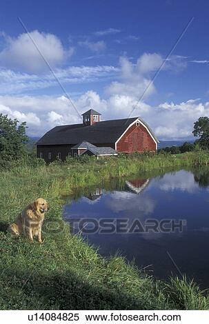 dog, Vermont, VT, A Golden Retrievers sits next to a pond on a farm with a red barn in Warren. View Large Photo Image Stock Photography - dog, Vermont, VT, A Golden Retrievers sits next to a pond on a farm with a red barn in Warren. . Fotosearch