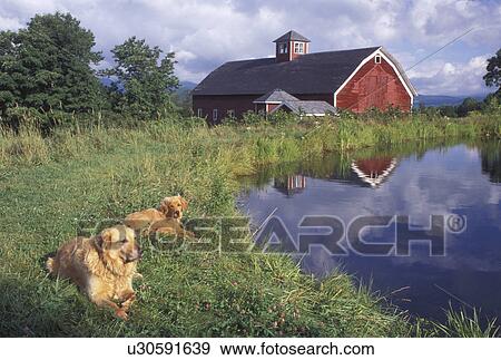 Stock Photo -  dogs, Vermont, VT, Two Golden Retrievers (mother & puppy) lie next to a pond on a farm with a red barn in Warren. . Fotosearch