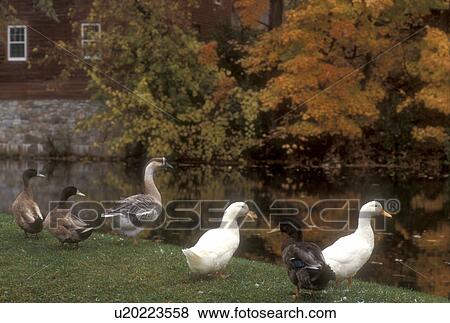 ducks, fall, North Bennington, VT, Vermont, A group of ducks and a goose stand next to the calm Paran Creek in North Bennington in autumn. View Large Photo Image Stock Photo - ducks, fall, North Bennington, VT, Vermont, A group of ducks and a goose stand next to the calm Paran Creek in North Bennington in autumn.. Fotosearch