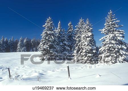 Stock Photo -  evergreen, trees, winter, New England, Snow-covered evergreen trees in a field in winter.. Fotosearch