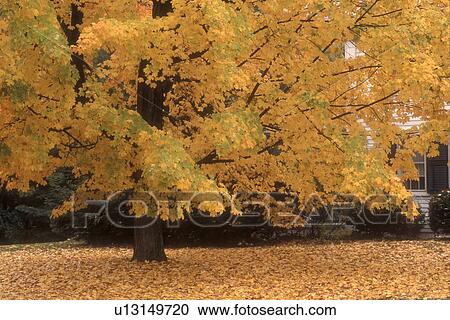 Stock Image -  fall, Bennington, VT, Vermont, Golden colored maple tree in Bennington in autumn.. Fotosearch
