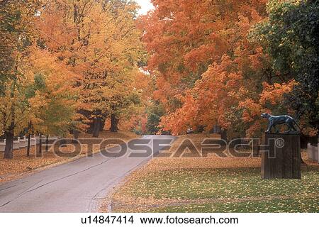 fall, Bennington, VT, Vermont, Colorful foliage along a road in Bennington in autumn. View Large Photo Image Picture - fall, Bennington, VT, Vermont, Colorful foliage along a road in Bennington in autumn.. Fotosearch