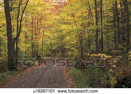 fall, country road, Westmore, VT, Vermont, Colorful fall foliage along Long Pond Road in the autumn. View Large Photo Image Stock Image - fall, country road, Westmore, VT, Vermont, Colorful fall foliage along Long Pond Road in the autumn. . Fotosearch