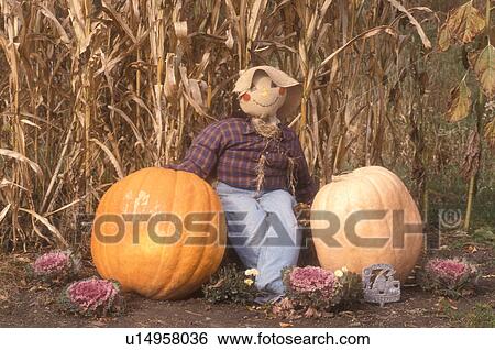 Stock Photograph -  fall decoration, scarecrow, pumpkin, display, decorations, autumn, A fall decoration of a scarecrow with two pumpkins leaning against cornstalks in South Strafford in Orange County in the state of Vermont.. Fotosearch