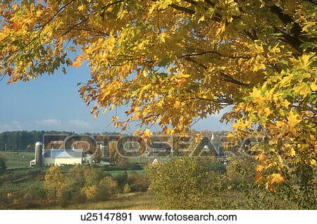 Stock Image -  fall, East Montpelier Center, VT, Vermont, Scenic view of farm with yellow barn in East Montpelier Center in the autumn.. Fotosearch