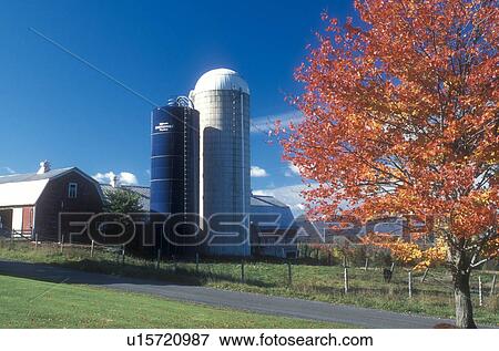 Stock Photo -  fall, East Montpelier, VT, Vermont, Red maple tree in front of the barn on Sparrow Farm in East Montpelier in the autumn.. Fotosearch