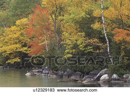 fall, Lake Willoughby, Westmore, VT, Vermont, Colorful fall foliage along the rocky shoreline of Lake Willoughby in the autumn. View Large Photo Image Stock Image - fall, Lake Willoughby, Westmore, VT, Vermont, Colorful fall foliage along the rocky shoreline of Lake Willoughby in the autumn.. Fotosearch