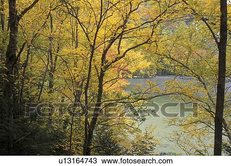fall, Lake Willoughby, Westmore, VT, Vermont, Scenic view of colorful fall foliage around Lake Willoughby in the autumn. View Large Photo Image Stock Image - fall, Lake Willoughby, Westmore, VT, Vermont, Scenic view of colorful fall foliage around Lake Willoughby in the autumn.. Fotosearch