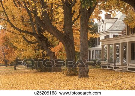 Stock Photo -  fall, Manchester Village, VT, Vermont, Colorful maple trees along the Historic District in Manchester Village in autumn.. Fotosearch