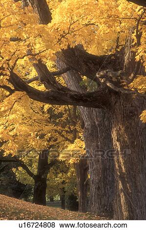 Stock Photo -  fall, maple trees, VT, Vermont, Montpelier. Fotosearch