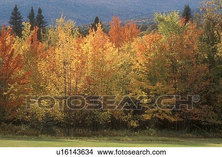 Picture -  fall, maple trees, Waterbury, VT, Vermont, A forest of colorful fall foliage in autumn.. Fotosearch